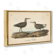 Wild Apple Portfolio | Long Legged Sandpiper