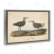 Wild Apple Portfolio | Long Legged Sandpiper