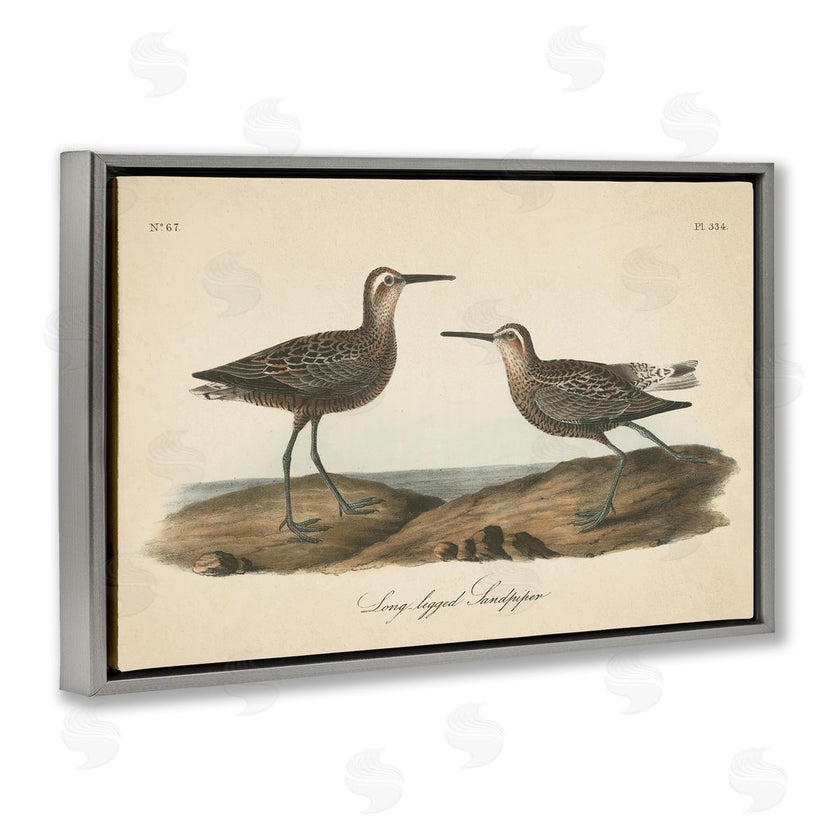 Wild Apple Portfolio | Long Legged Sandpiper