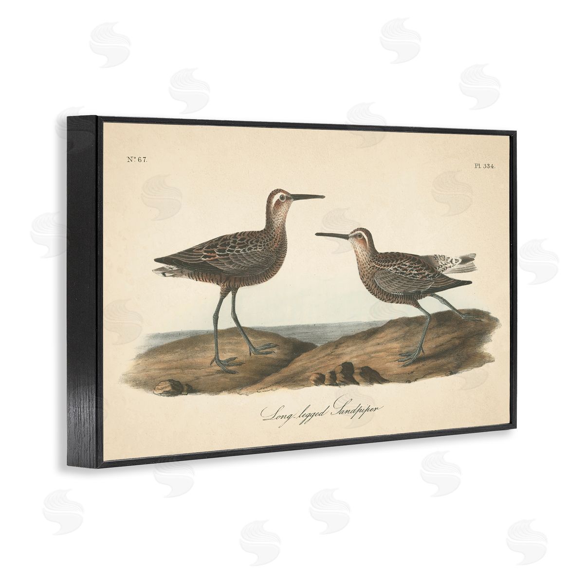 Long Legged Sandpiper Black Frame Print Wall Art, Home Decor by Wild Apple Portfolio