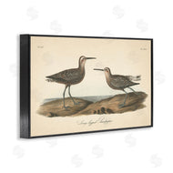 Wild Apple Portfolio | Long Legged Sandpiper