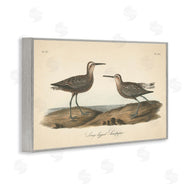 Wild Apple Portfolio | Long Legged Sandpiper