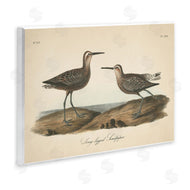 Wild Apple Portfolio | Long Legged Sandpiper