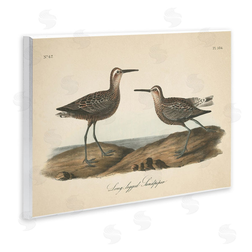 Wild Apple Portfolio | Long Legged Sandpiper