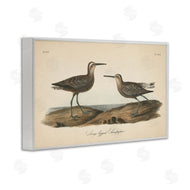 Wild Apple Portfolio | Long Legged Sandpiper