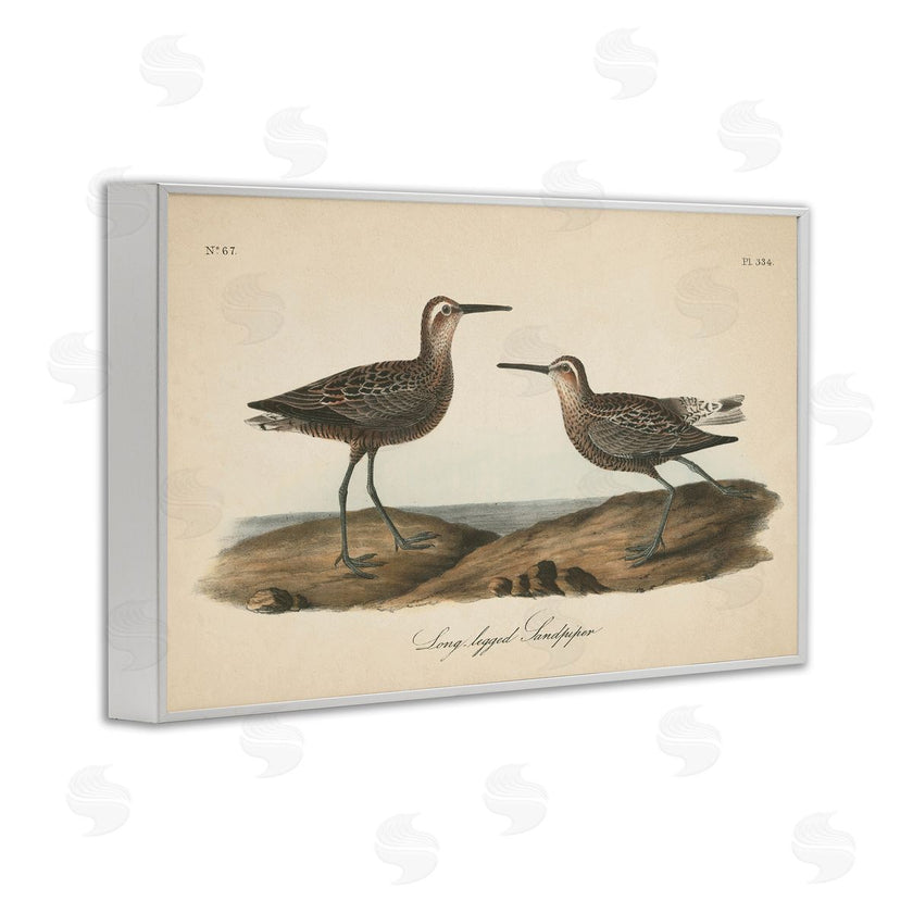 Wild Apple Portfolio | Long Legged Sandpiper