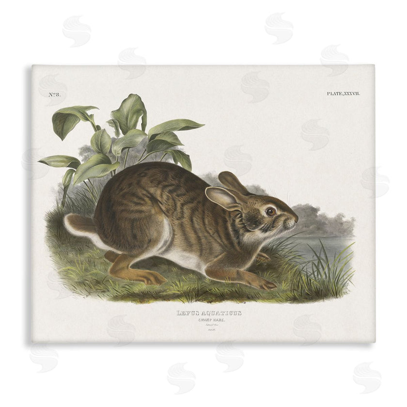 Wild Apple Portfolio | Vintage Cottage Hare