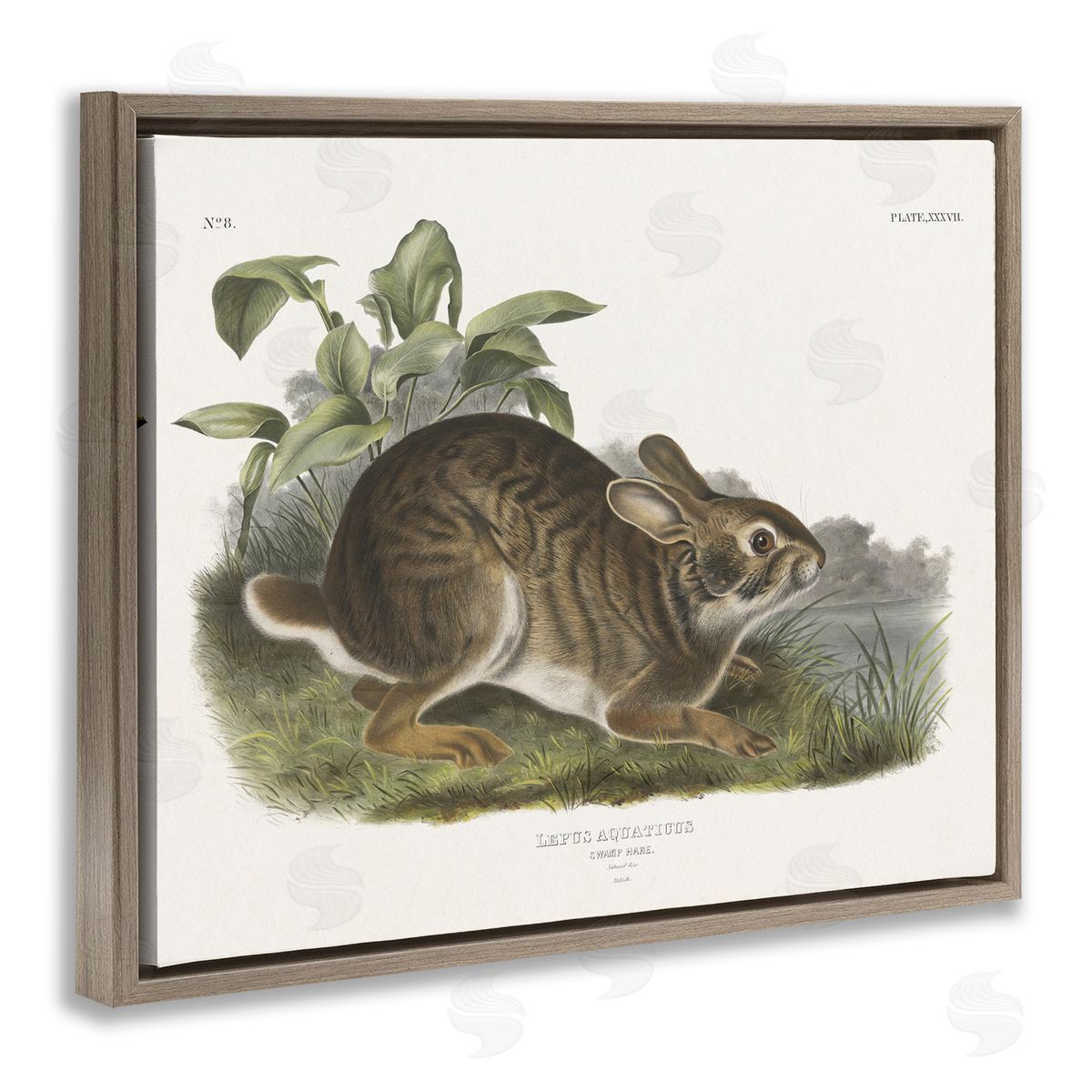 Vintage Cottage Hare Brown Floating Frame Canvas Wall Art, Home Decor by Wild Apple Portfolio