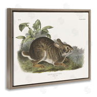 Wild Apple Portfolio | Vintage Cottage Hare
