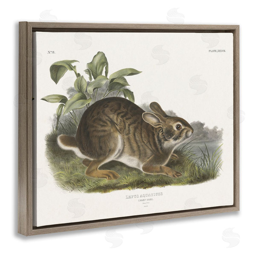Wild Apple Portfolio | Vintage Cottage Hare