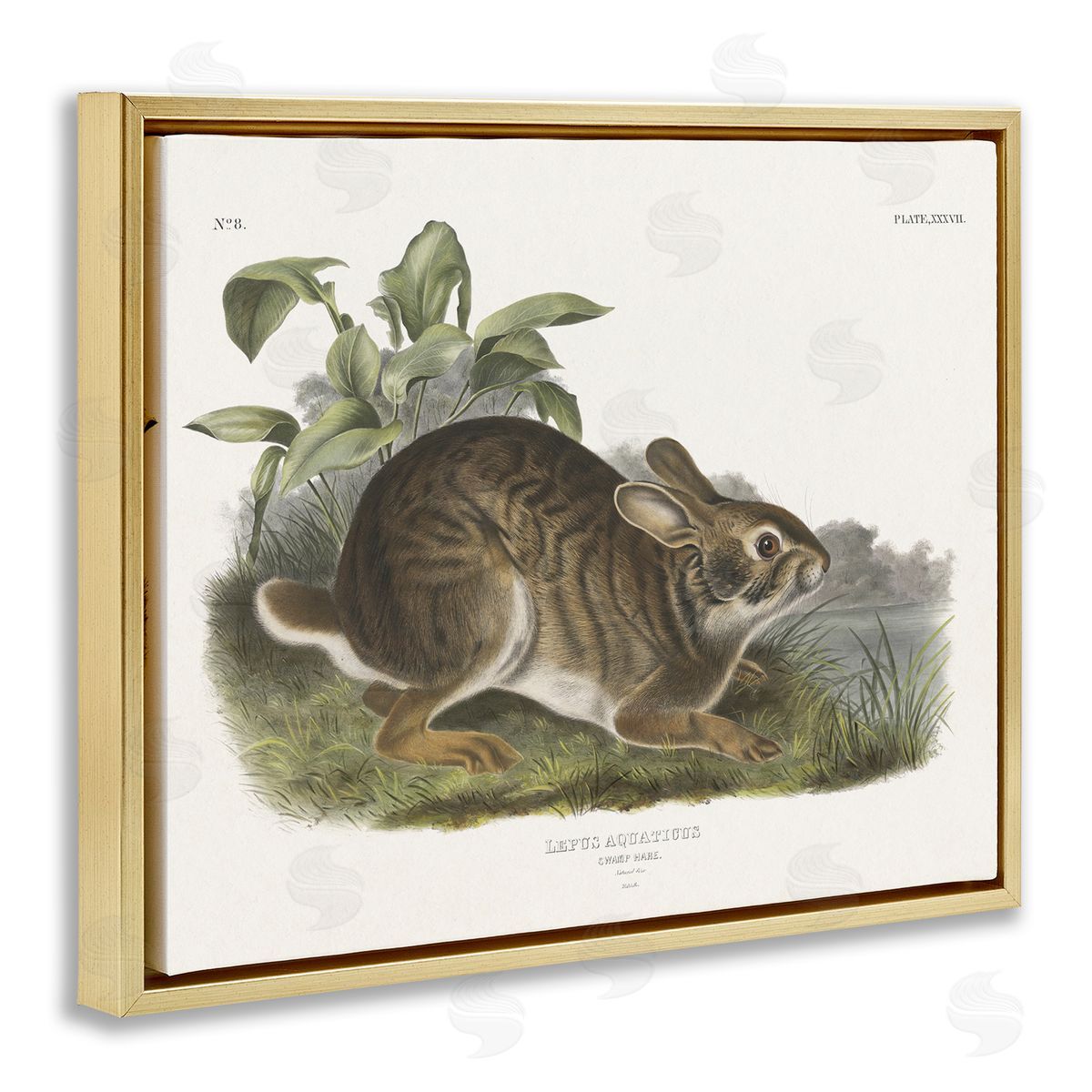 Vintage Cottage Hare Gold Floating Frame Canvas Wall Art, Home Decor by Wild Apple Portfolio