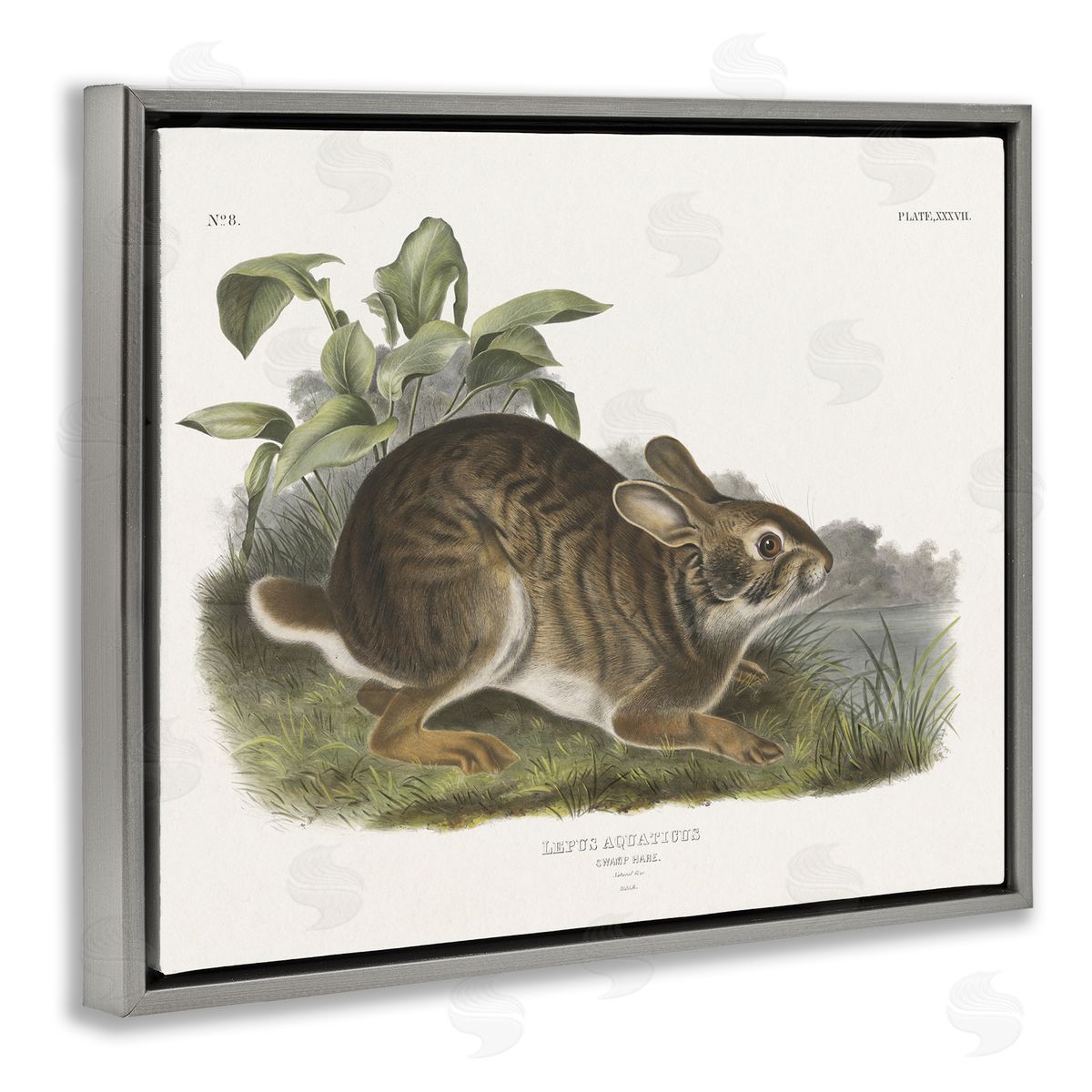 Vintage Cottage Hare Grey Floating Frame Canvas Wall Art, Home Decor by Wild Apple Portfolio