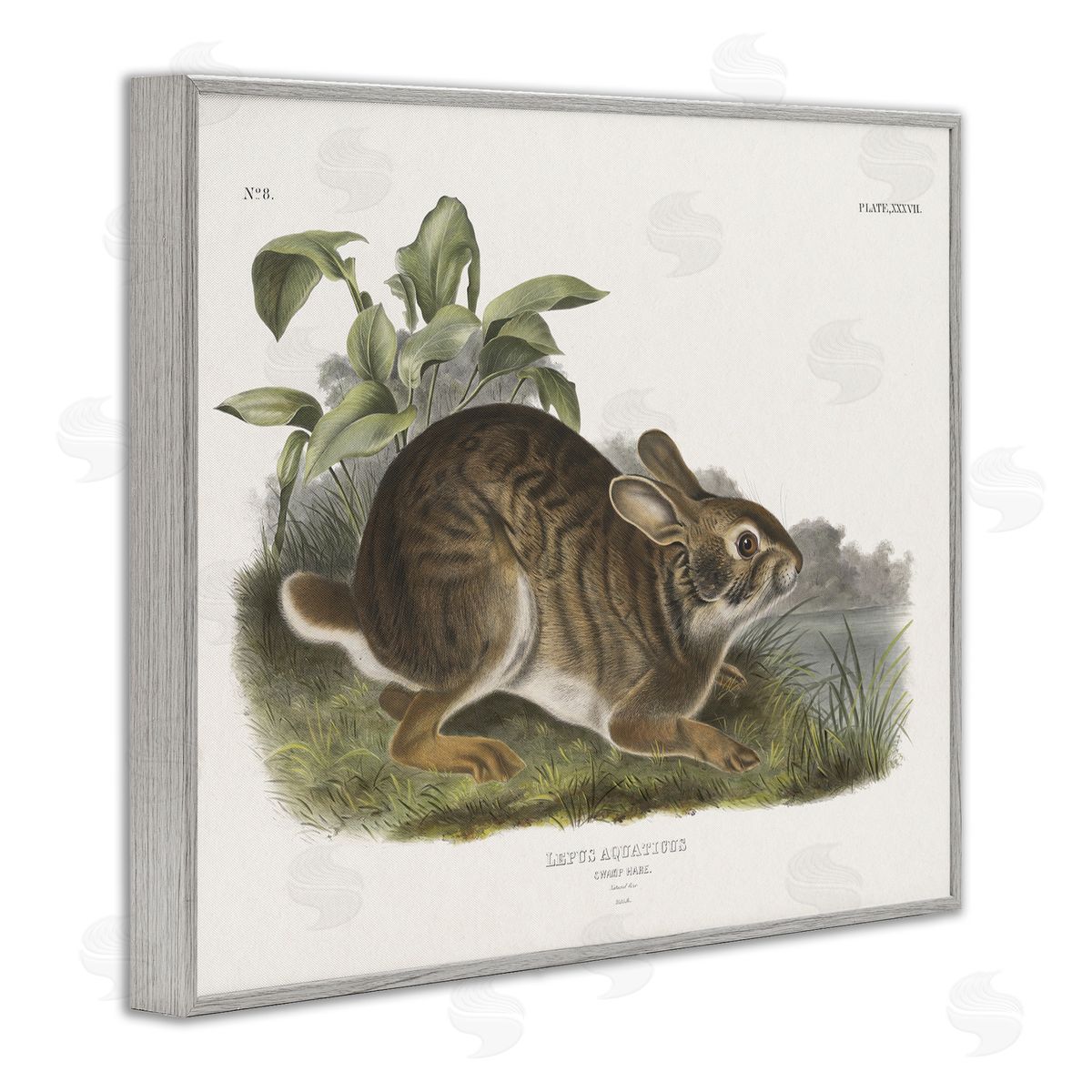 Vintage Cottage Hare Grey Frame Print Wall Art, Home Decor by Wild Apple Portfolio