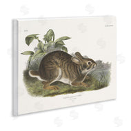 Wild Apple Portfolio | Vintage Cottage Hare