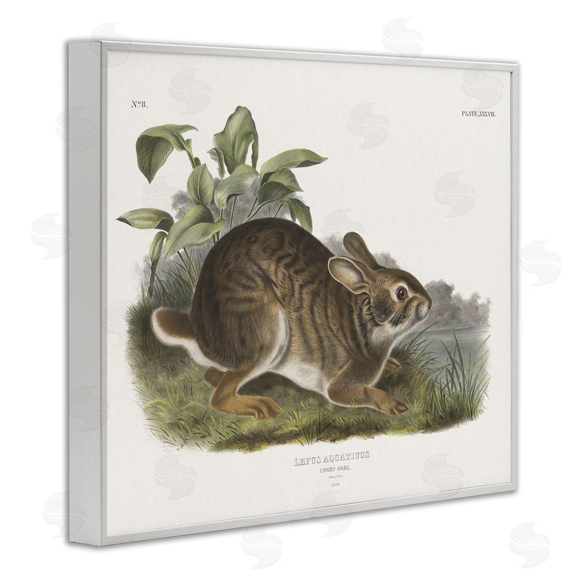 Vintage Cottage Hare White Frame Print Wall Art, Home Decor by Wild Apple Portfolio