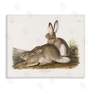 Wild Apple Portfolio | Traditional Cottage Hare