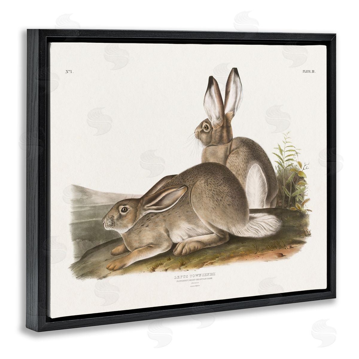 Traditional Cottage Hare Black Floating Frame Canvas Wall Art, Home Decor by Wild Apple Portfolio