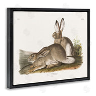 Wild Apple Portfolio | Traditional Cottage Hare
