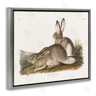 Wild Apple Portfolio | Traditional Cottage Hare