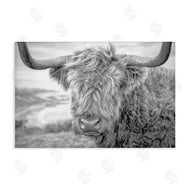 Jasper Huish | Close Up Fuzzy Cattle