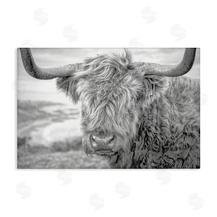 Jasper Huish | Close Up Fuzzy Cattle