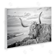 Jasper Huish | Cattle with Ocean Breeze
