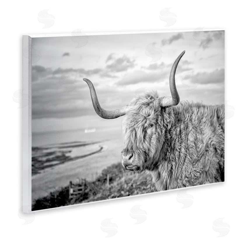 Jasper Huish | Cattle with Ocean Breeze