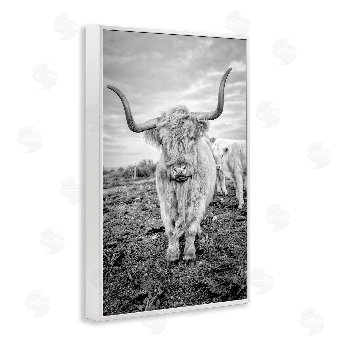Longhorn Calf Family White Frame Print Wall Art, Home Decor by Jasper Huish