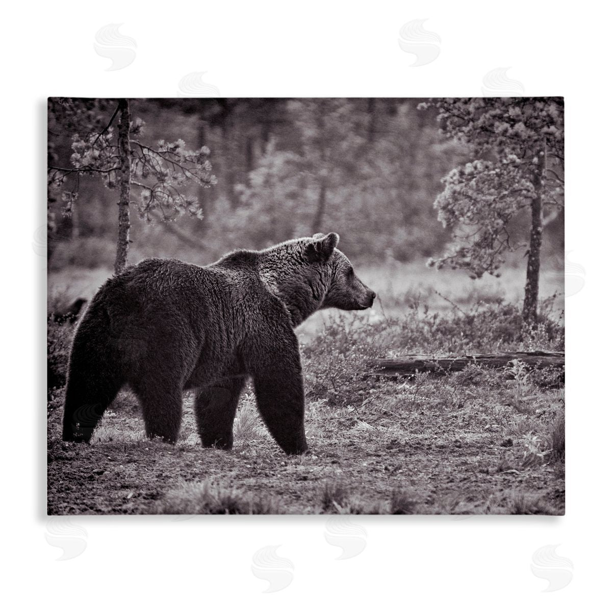 Bear Stepping in Forest Canvas Wall Art, Home Decor by Jasper Huish