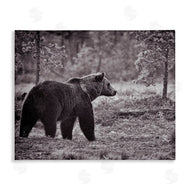 Jasper Huish | Bear Stepping in Forest