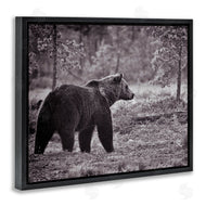 Jasper Huish | Bear Stepping in Forest