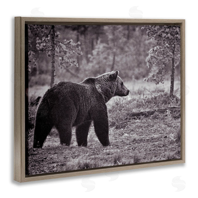 Jasper Huish | Bear Stepping in Forest