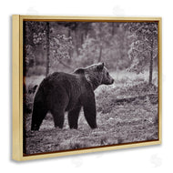 Jasper Huish | Bear Stepping in Forest