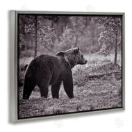 Jasper Huish | Bear Stepping in Forest