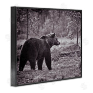Jasper Huish | Bear Stepping in Forest