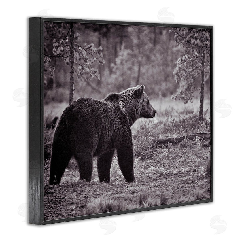 Jasper Huish | Bear Stepping in Forest