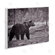 Jasper Huish | Bear Stepping in Forest