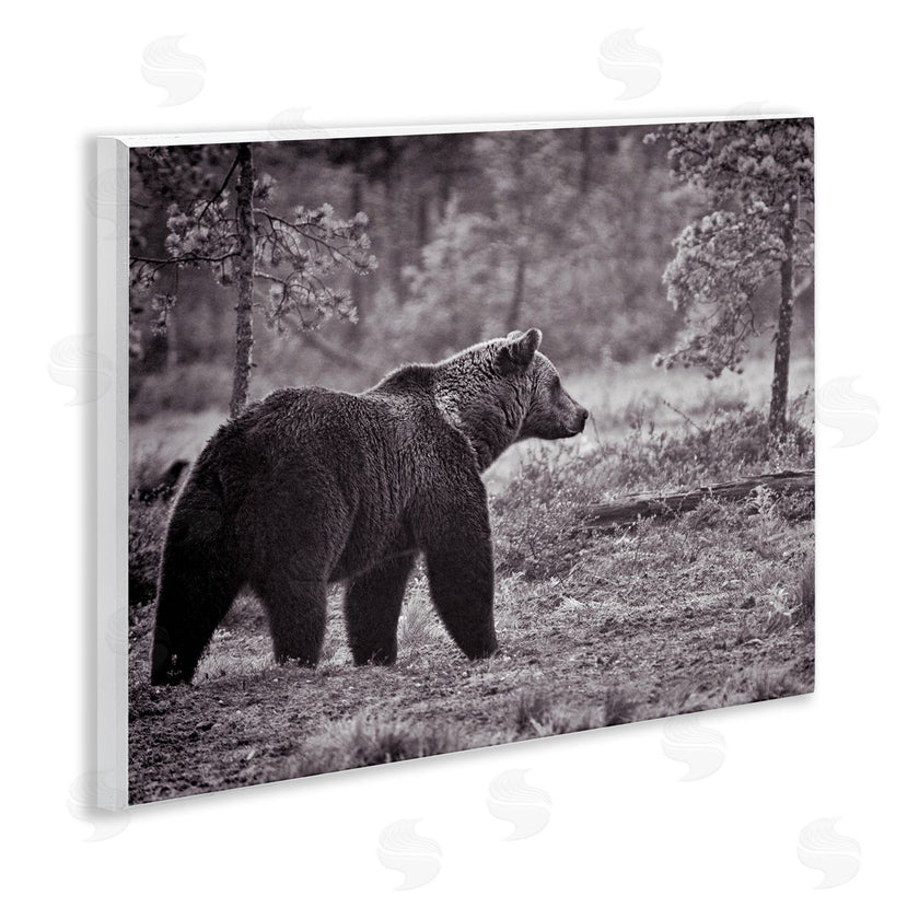 Jasper Huish | Bear Stepping in Forest