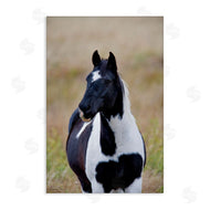 Dennis Frates | Black and White Foal