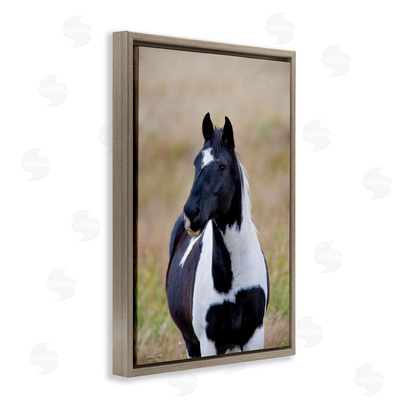 Dennis Frates | Black and White Foal