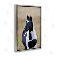 Dennis Frates | Black and White Foal