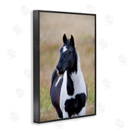 Dennis Frates | Black and White Foal