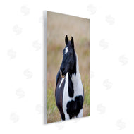 Dennis Frates | Black and White Foal