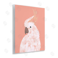 Chen Alyesh | Cockatiel on Pink