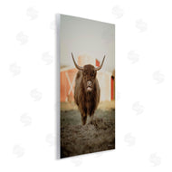 Dakota Diener | Cattle on Farm Field