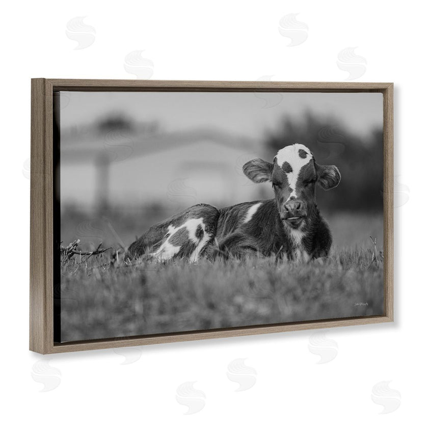 Dakota Diener | Resting Cow in Grass