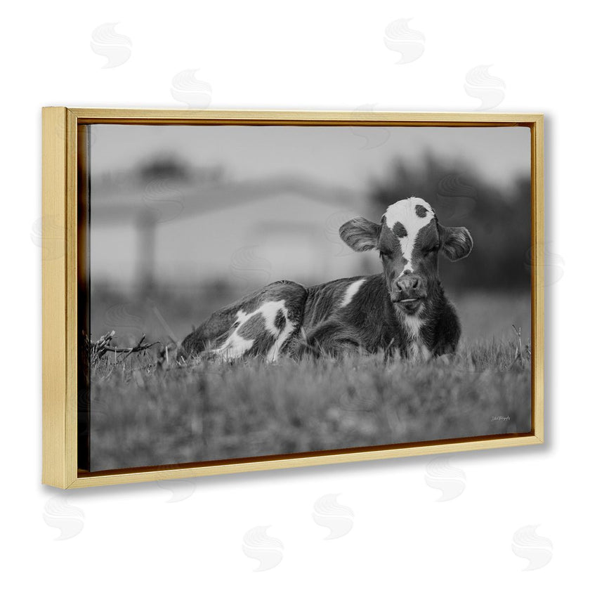 Dakota Diener | Resting Cow in Grass
