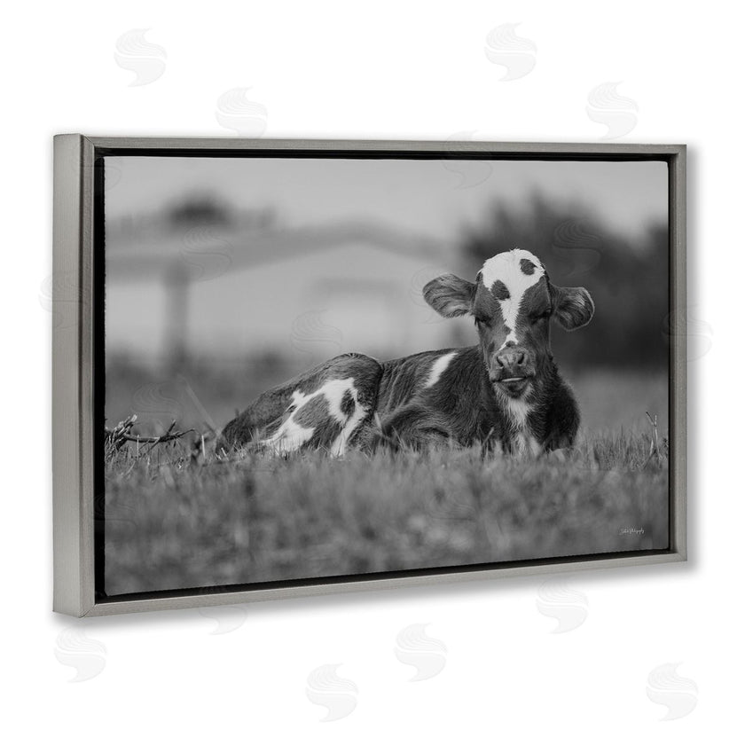 Dakota Diener | Resting Cow in Grass