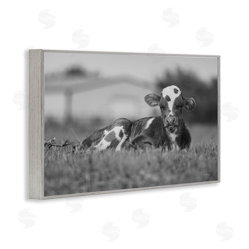 Dakota Diener | Resting Cow in Grass