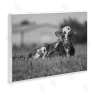 Dakota Diener | Resting Cow in Grass
